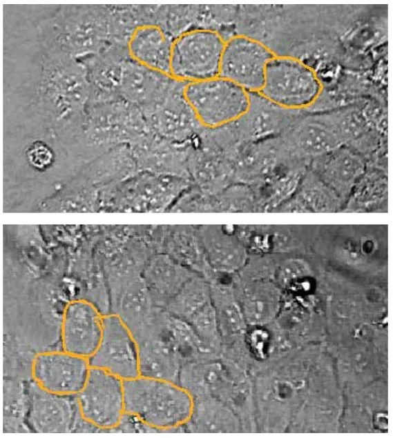 Badania in-vitro Biorezonansu w Instytucie Fraunhofera